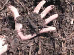 left hand holding mulch