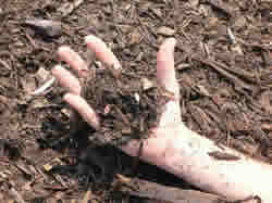 right hand holding mulch