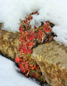 hens and chicks on snowy rock wall